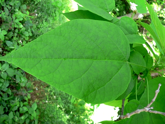 {Catalpa speciosa}